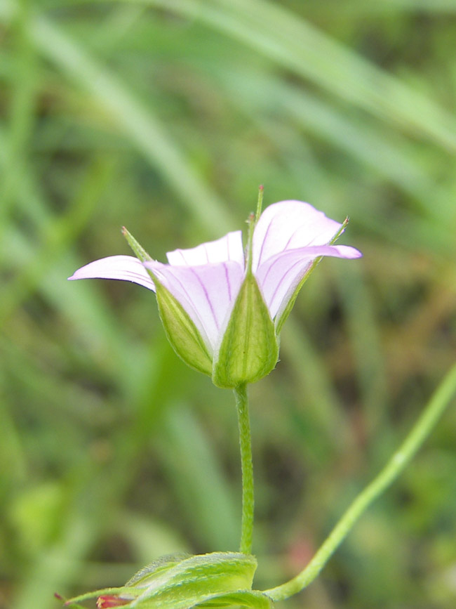 Изображение особи Geranium columbinum.