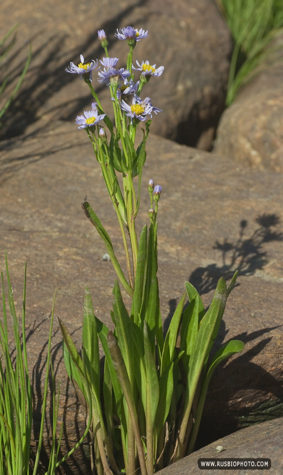 Image of Tripolium pannonicum ssp. tripolium specimen.