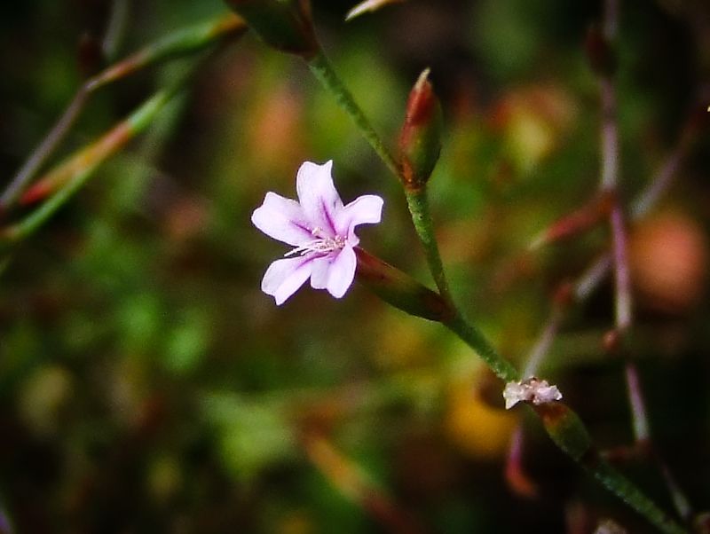 Изображение особи Limonium galilaeum.