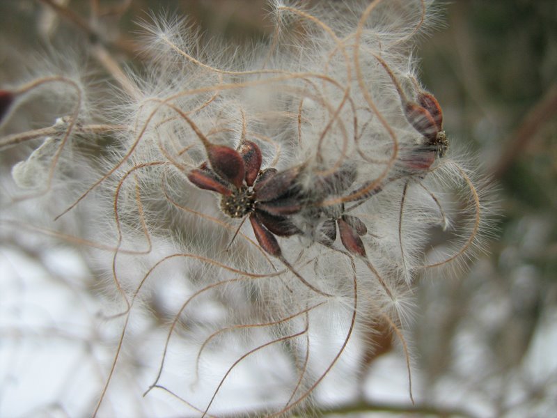 Изображение особи Clematis vitalba.