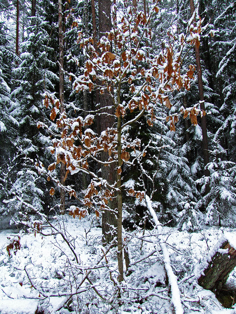 Image of Quercus robur specimen.