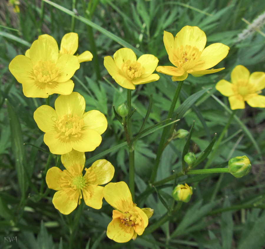 Image of Ranunculus repens specimen.