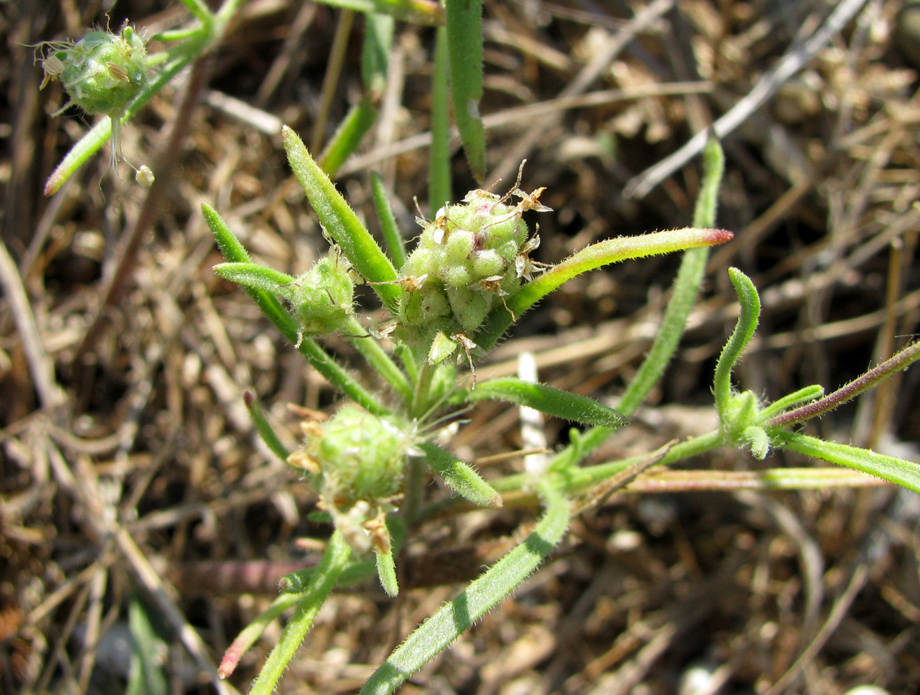 Image of Plantago arenaria specimen.