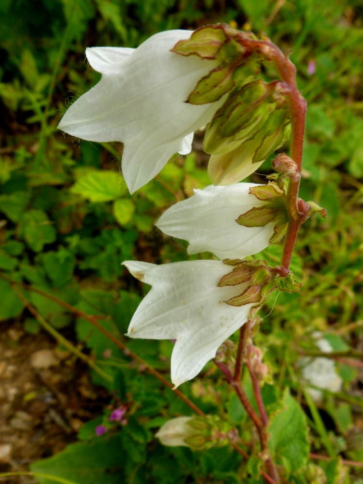 Изображение особи Campanula alliariifolia.