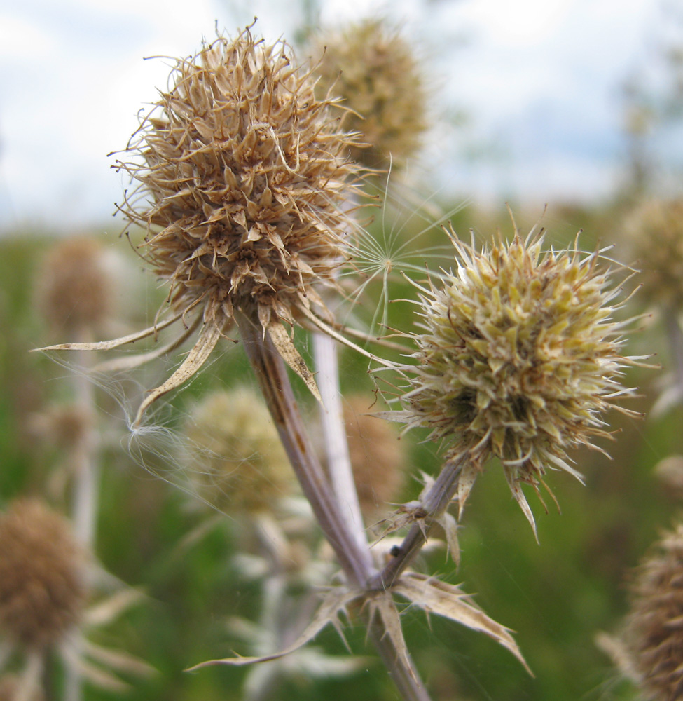 Image of Eryngium planum specimen.