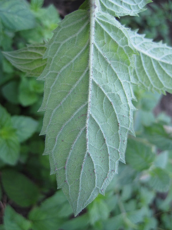 Image of Mentha longifolia specimen.