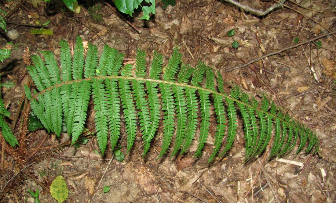 Image of Polystichum setiferum specimen.