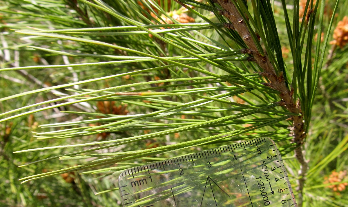 Image of Pinus halepensis specimen.