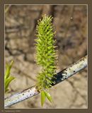 Salix acutifolia. Часть побега с женским соцветием. Чувашия, окрестности г. Шумерля, Песчаная дорога на Водозабор. 1 мая 2009 г.