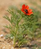 Adonis aestivalis. Цветущее растение. Israel, Arad Valley. 26.03.2012.