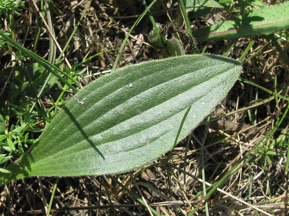 Image of Plantago media specimen.