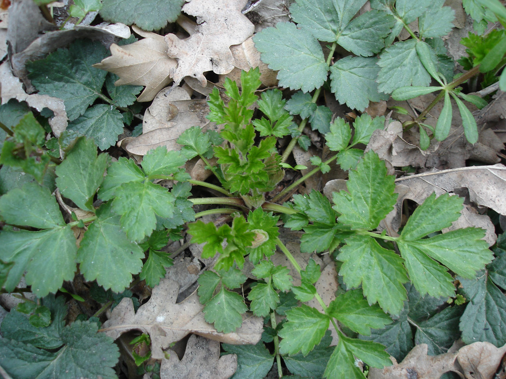 Image of genus Geum specimen.