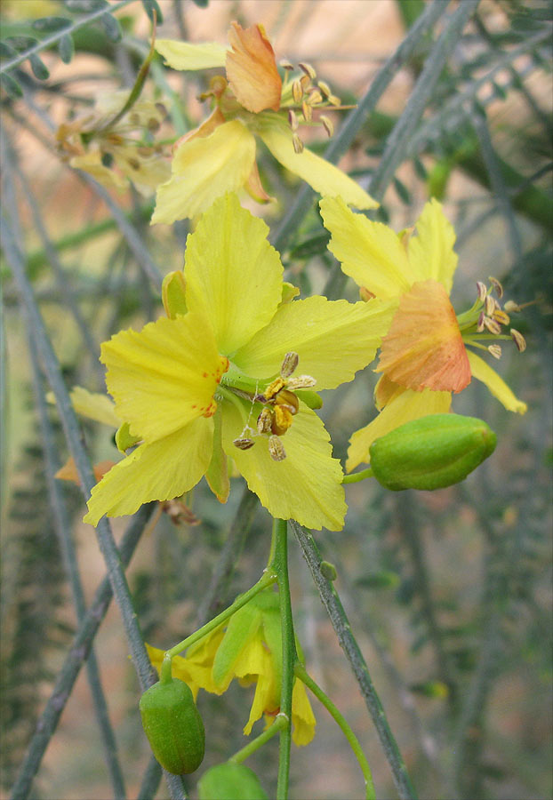 Image of Parkinsonia aculeata specimen.