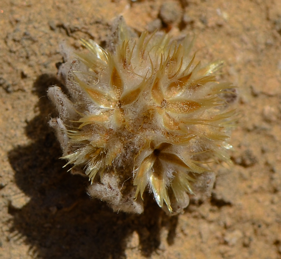 Image of Filago desertorum specimen.