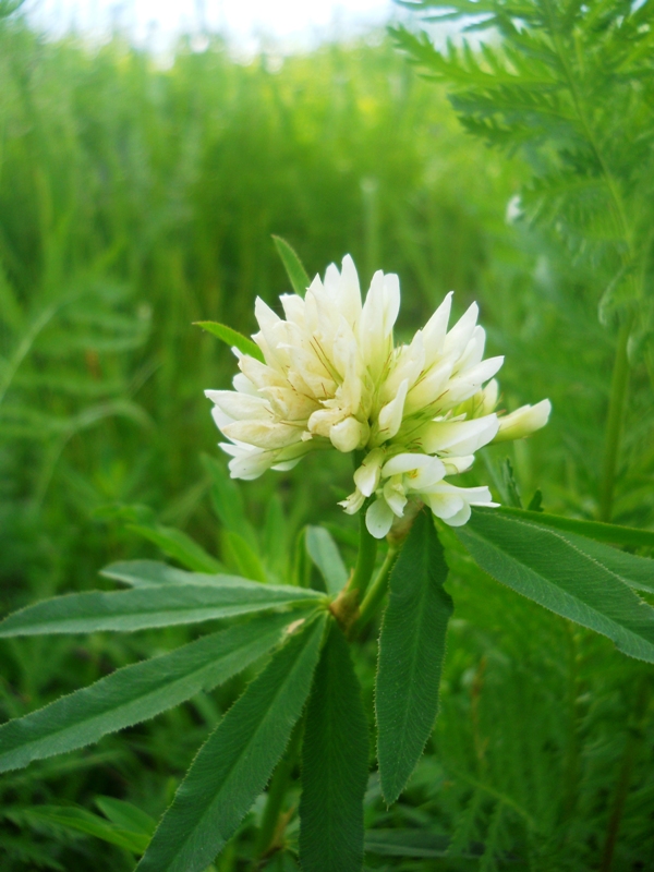 Изображение особи Trifolium lupinaster var. albiflorum.