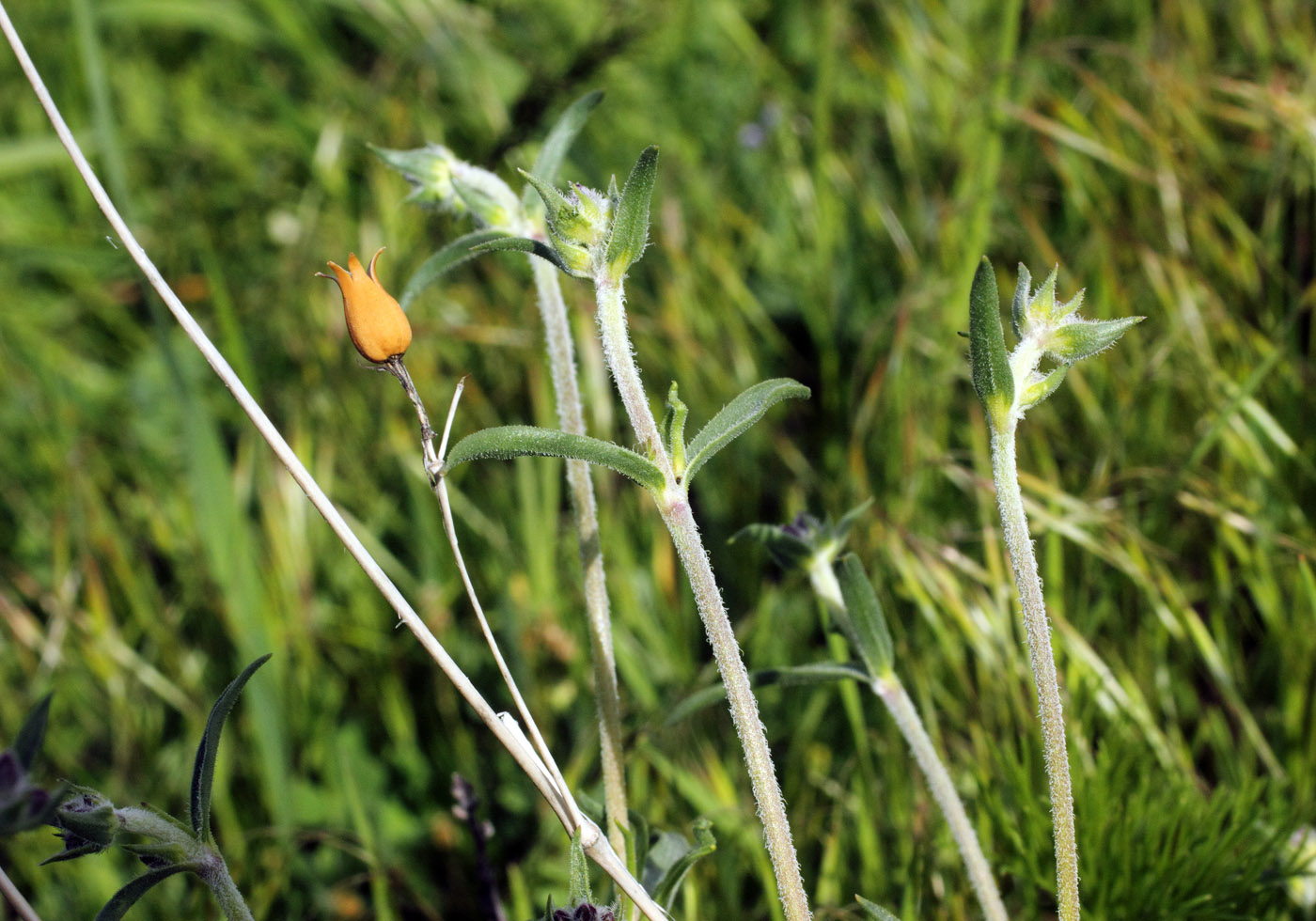 Image of Silene brahuica specimen.