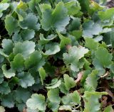 genus Heuchera. Листья. Германия, г. Krefeld, Ботанический сад. 10.06.2013.