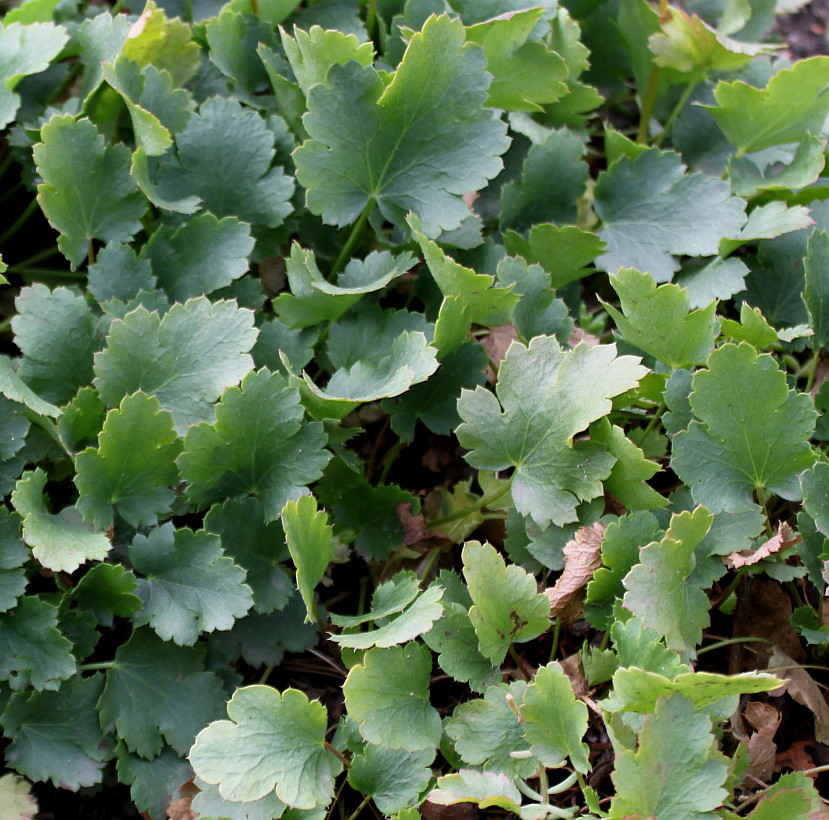 Image of genus Heuchera specimen.