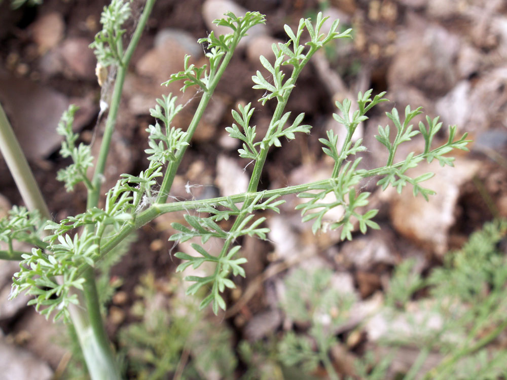 Изображение особи Ferula tschuiliensis.