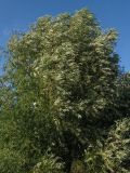 Salix euxina. Крона взрослого дерева. Краснодарский край, окр. г. Крымск, у озерца в поле. 26.07.2013.