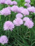 Allium schoenoprasum. Цветущие растения. Санкт-Петербург, в культуре. 14 июня 2009 г.