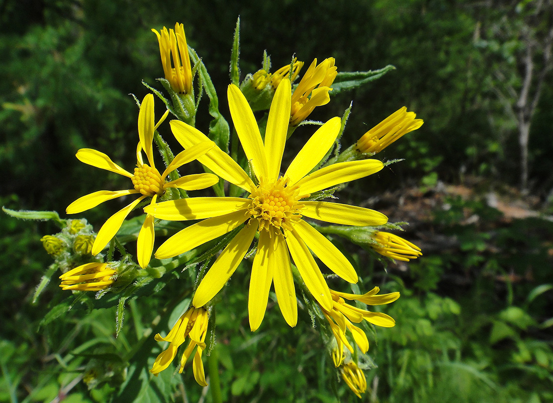 Image of Senecio nemorensis specimen.