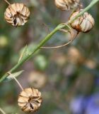 Linum lewisii. Плоды. Германия, г. Krefeld, Ботанический сад. 06.08.2013.