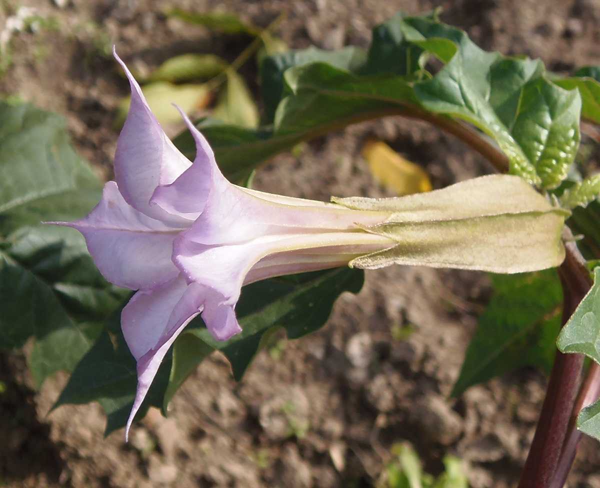 Image of Datura stramonium var. tatula specimen.