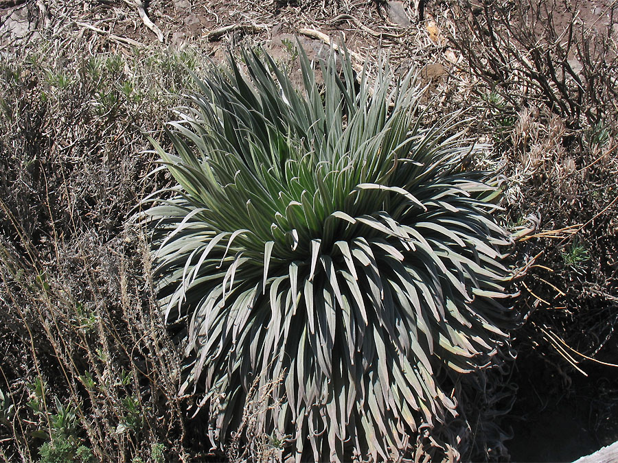 Изображение особи Echium wildpretii.