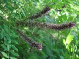 Смотреть изображение Amorpha fruticosa