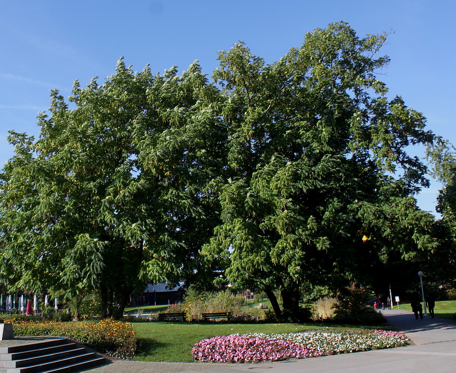 Image of Fraxinus excelsior specimen.