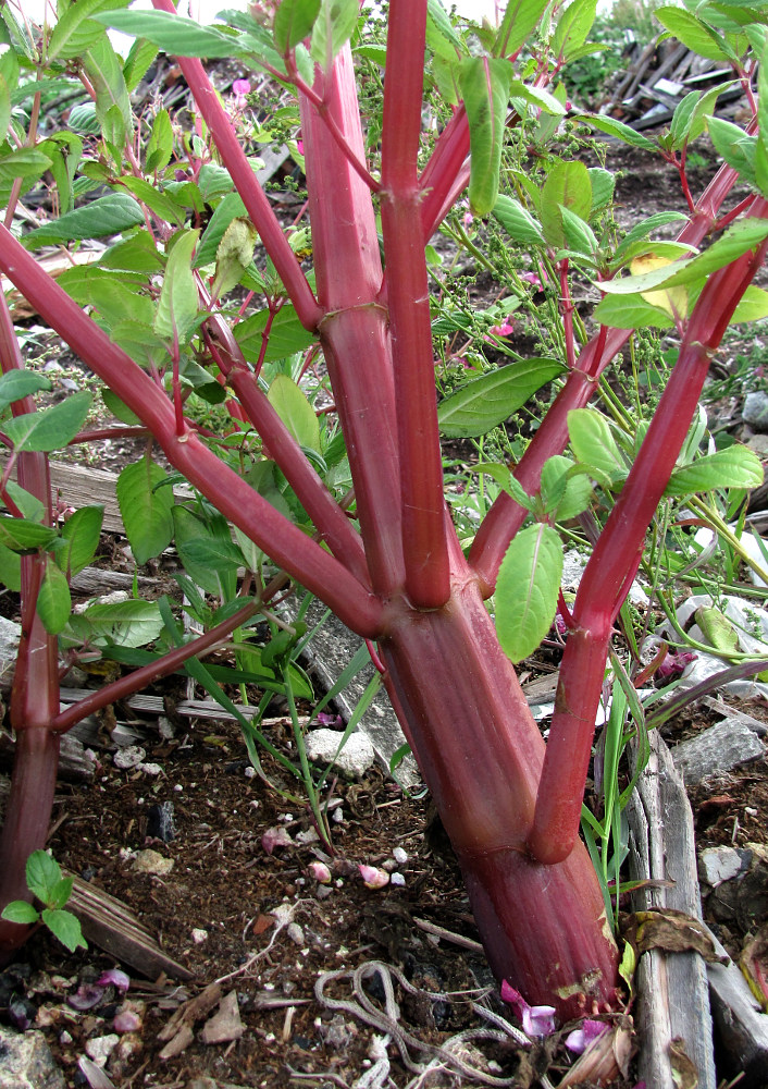 Image of Impatiens glandulifera specimen.