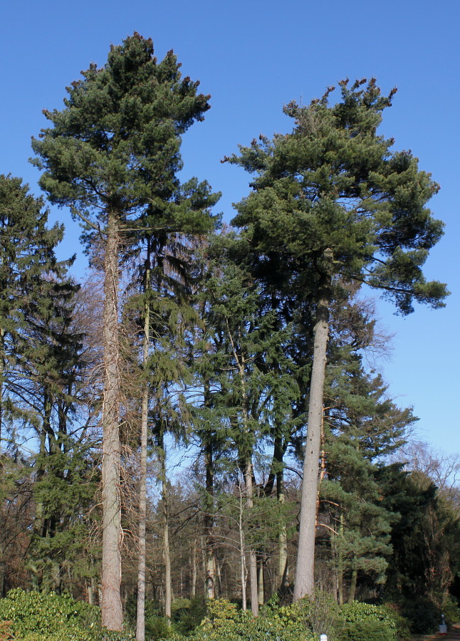 Image of Pinus strobus specimen.