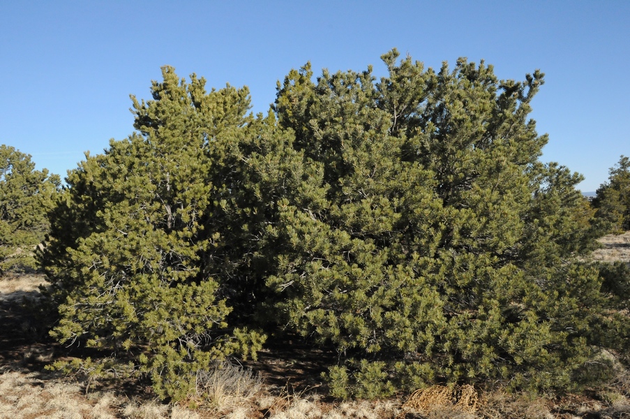 Изображение особи Pinus edulis.