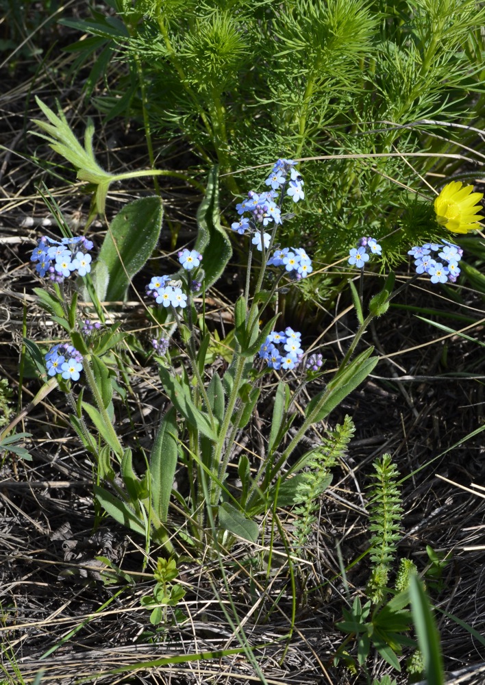 Изображение особи Myosotis popovii.