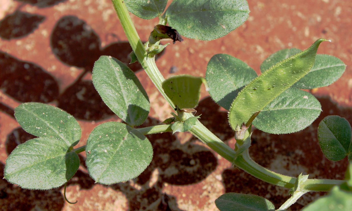 Image of Vicia narbonensis specimen.