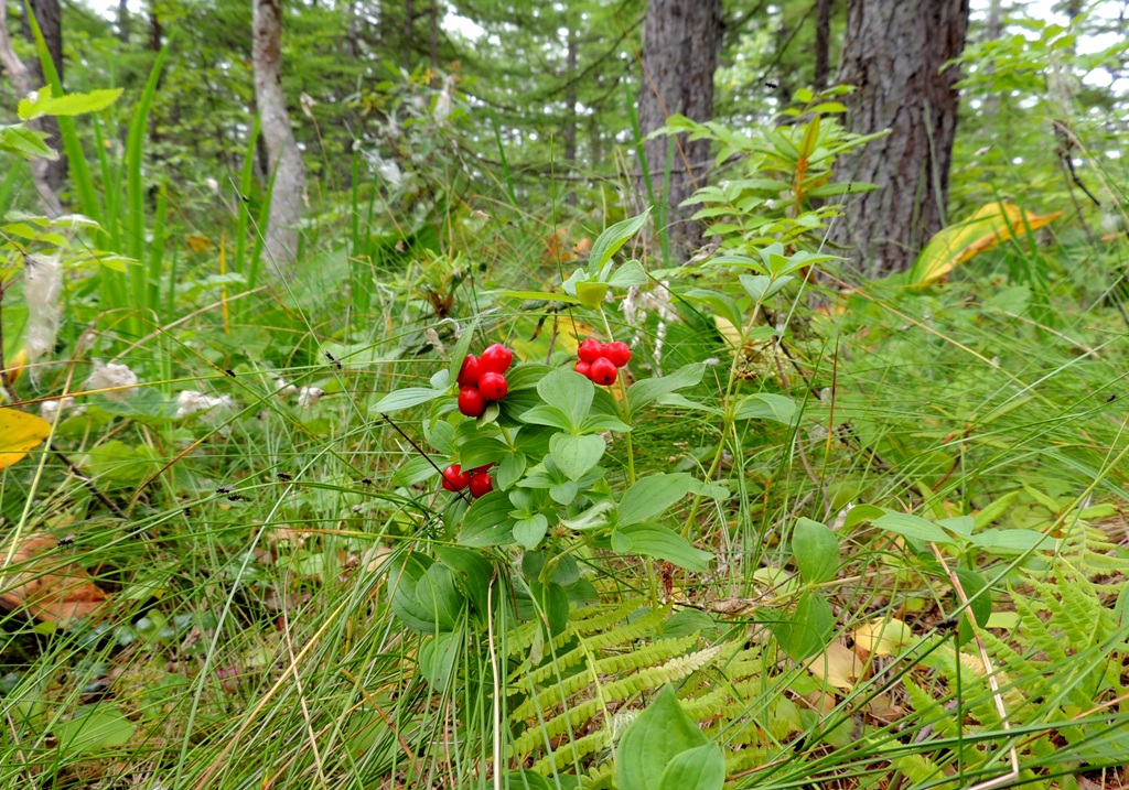 Изображение особи Chamaepericlymenum suecicum.