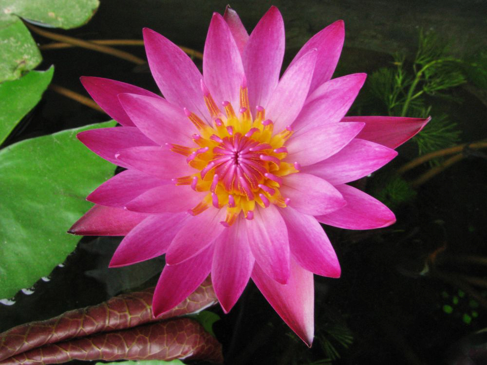 Image of Nymphaea nouchali var. caerulea specimen.