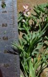 Fumaria parviflora. Верхняя часть цветущего растения. Крым, Карадагский заповедник, парк биостанции, на клумбе. 7 мая 2014 г.