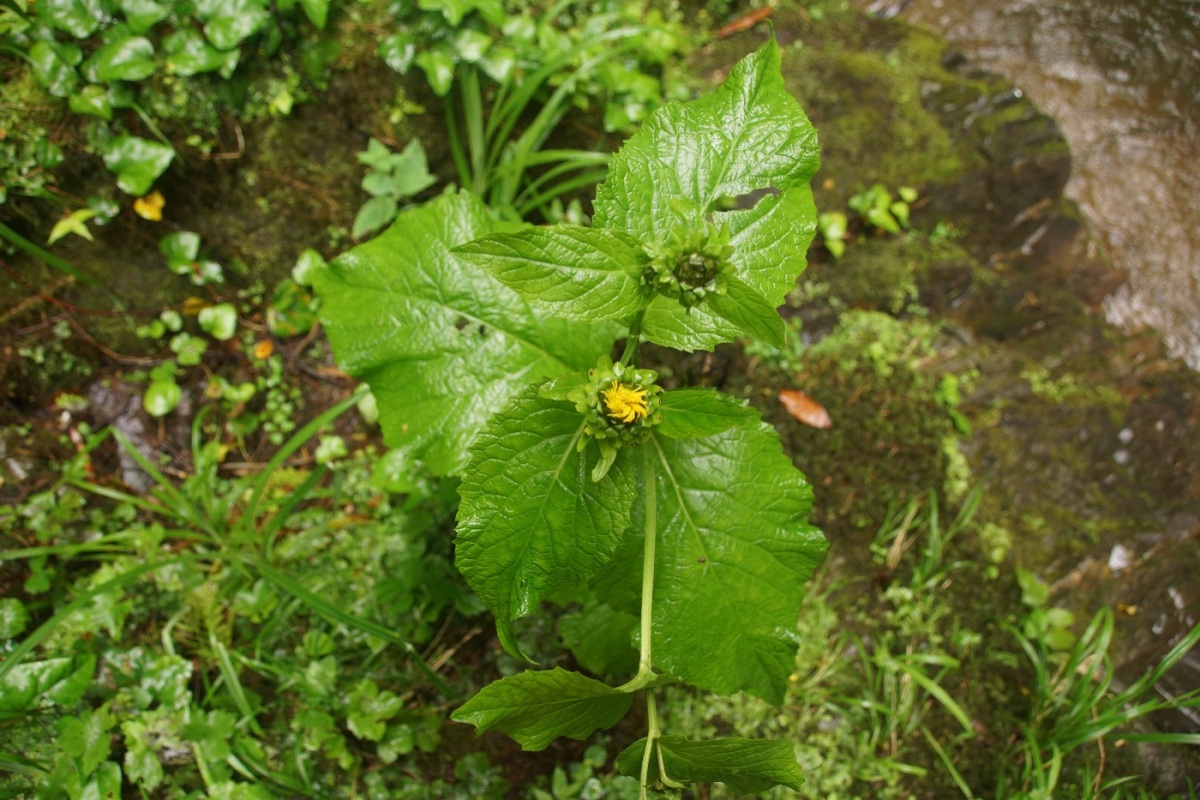 Image of Telekia speciosa specimen.