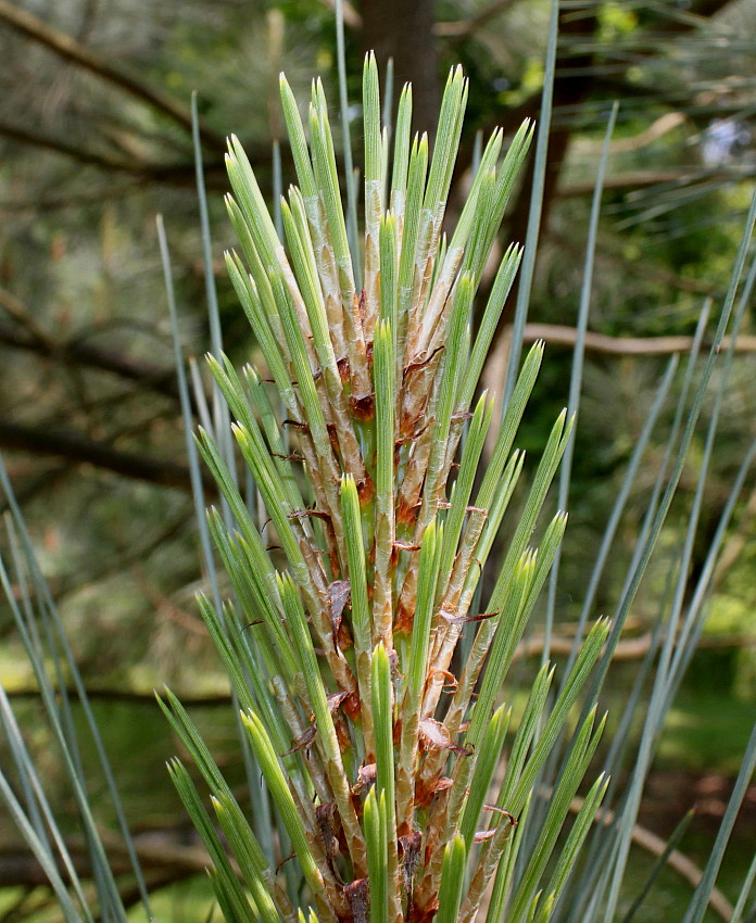 Image of Pinus coulteri specimen.