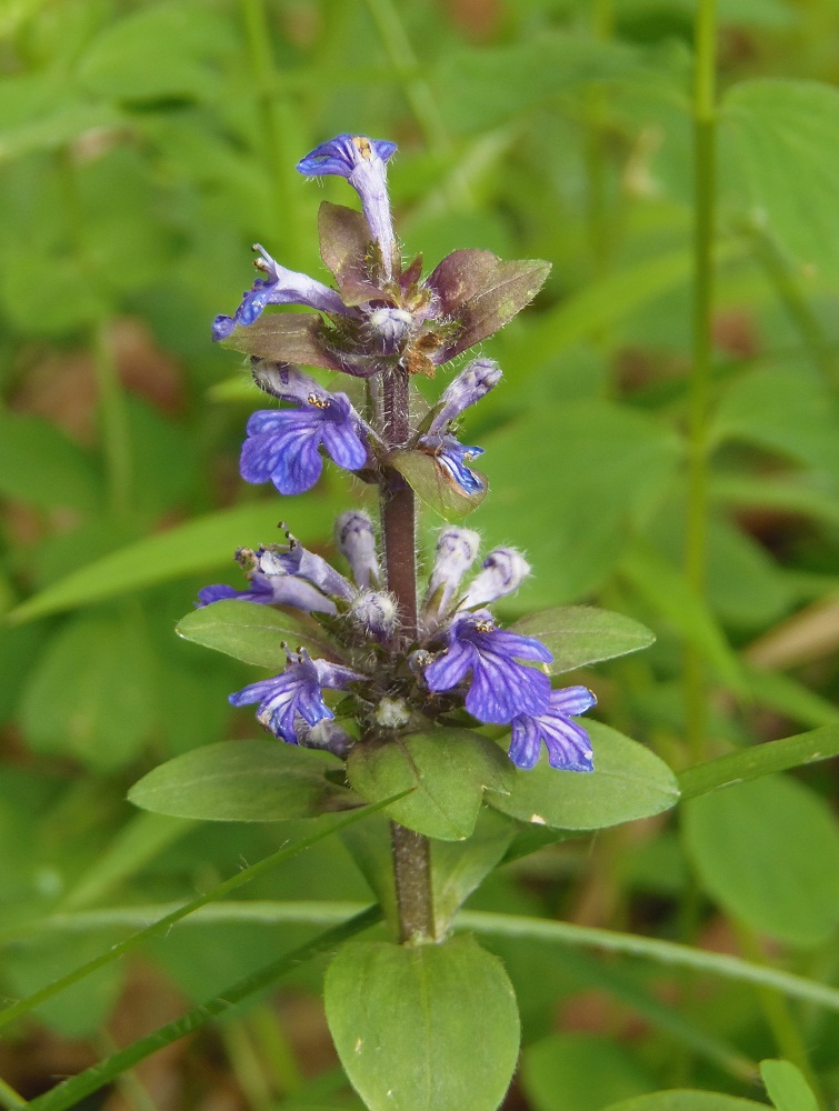 Image of Ajuga reptans specimen.