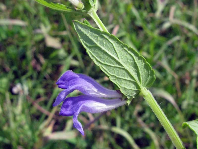 Image of Scutellaria galericulata specimen.