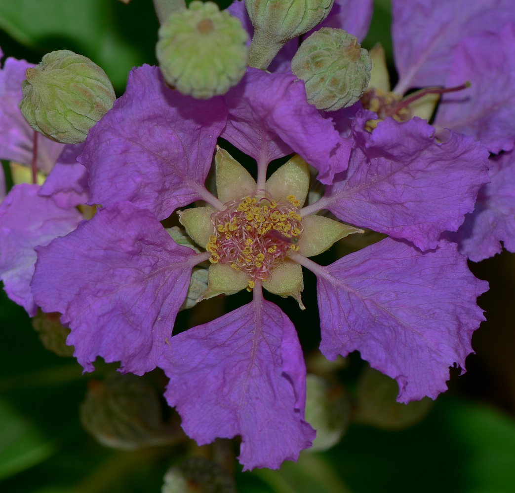 Image of Lagerstroemia speciosa specimen.