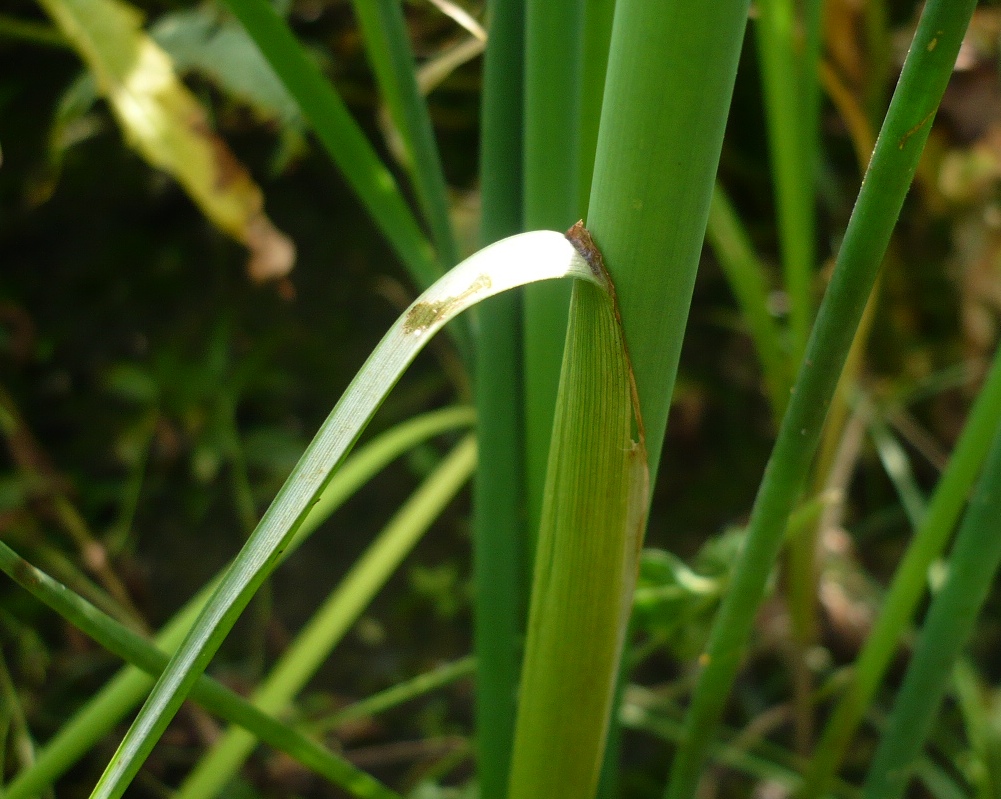 Изображение особи Schoenoplectus lacustris.