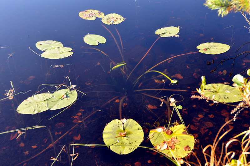 Image of Nuphar lutea specimen.