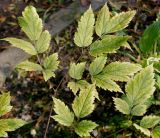 Actaea pachypoda