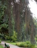 Picea sitchensis. Ветви. Германия, г. Крефельд, Ботанический сад. 06.09.2014.