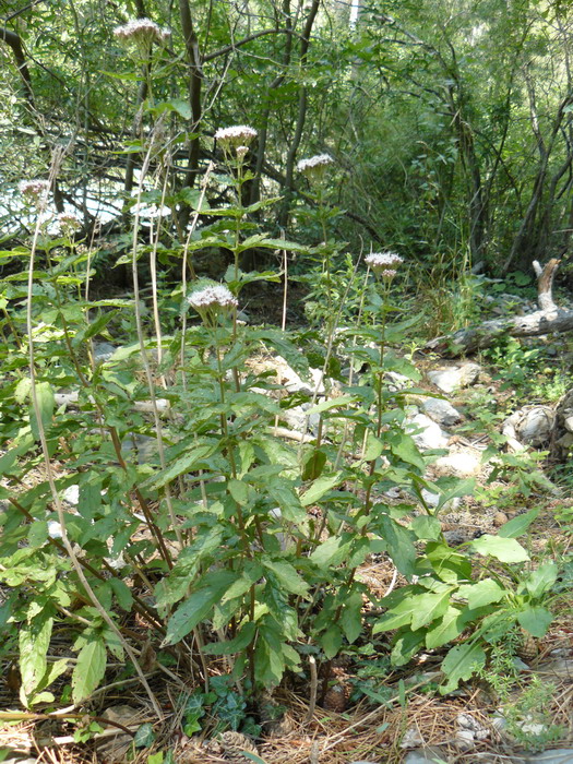 Image of Eupatorium cannabinum specimen.