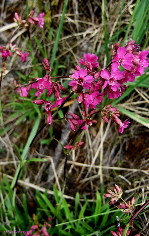 Image of Viscaria vulgaris specimen.